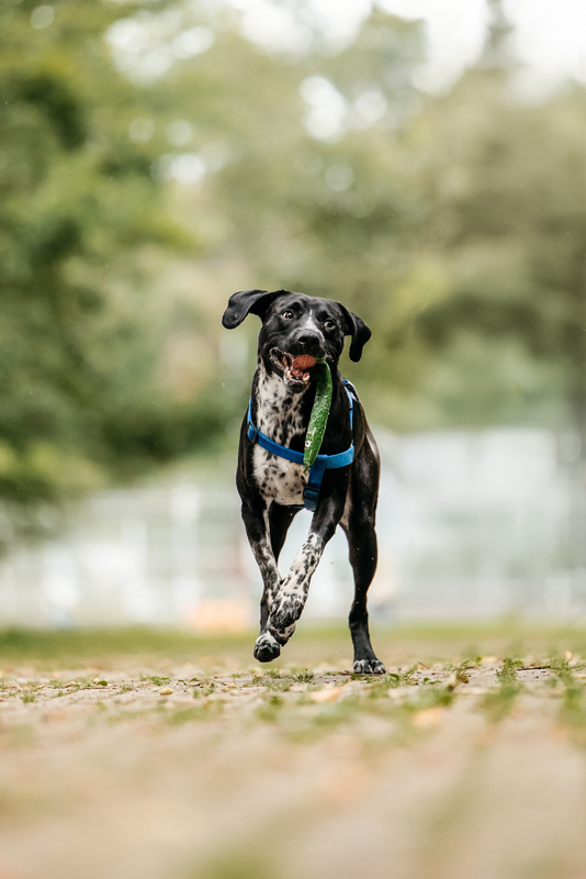 Pointer Casper in good hands - Pointer, Kurzhaar, In good hands, Overexposure, Shelter, Homeless animals, Happiness, Dog, Volunteering, Moscow, Moscow region, Charity, Kindness, Longpost