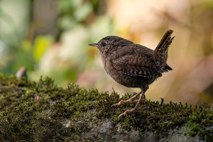 A little bit about little birds - My, The nature of Russia, Birds, Ornithology, Photo hunting, The photo, Bird watching, Ornithology League, In the animal world, Longpost