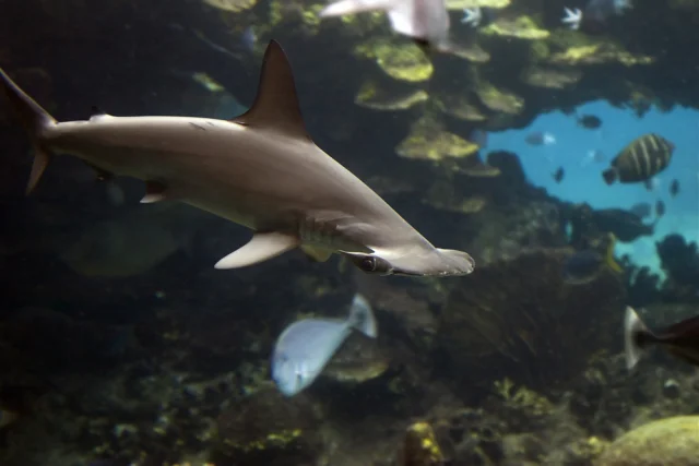 Researchers Discover New Species of Hammerhead Sharks - My, Telegram (link), Longpost, Shark, Ocean, Water, A fish, Animals, Sea, Nature, Underwater Exploration, Research, Scientists