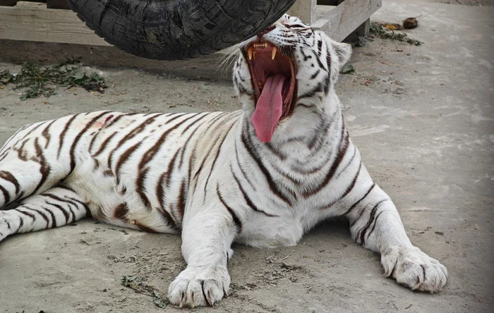 Beautiful Fifa - White tiger, Bengal tiger, Zoo, Barnaul, Predatory animals, Tiger, Cat family, Big cats, Wild animals, Video, Telegram (link), Longpost