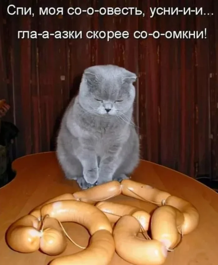 My conscience is tormenting me - cat, Humor, Funny animals, Picture with text