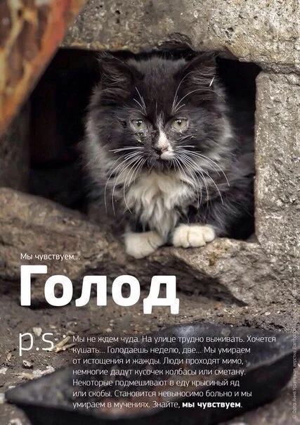 "Мы чувствуем..." Социальный проект, Бездомные животные, Длиннопост