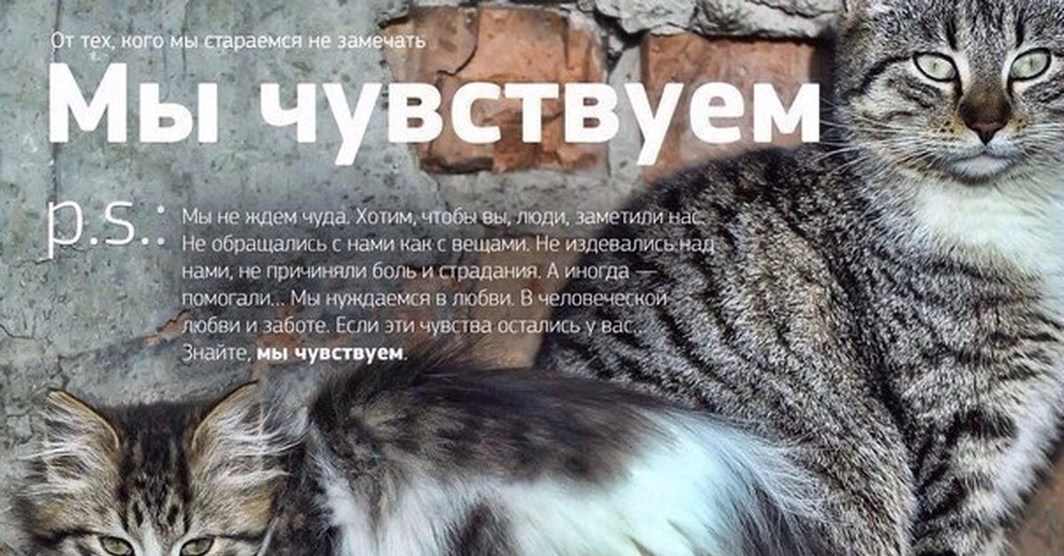 Куда должны поступать сигналы от органов чувств. Цитаты про бездомных животных. Как мы видим слышим чувствуем. Что мы чувствуем но не видим. Как мы чувствуем запахи.