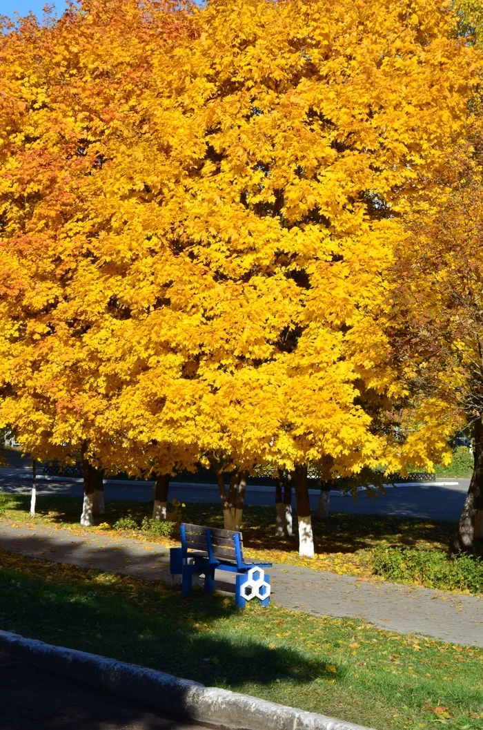 Bench - My, Mobile photography, City walk, Autumn, Benches