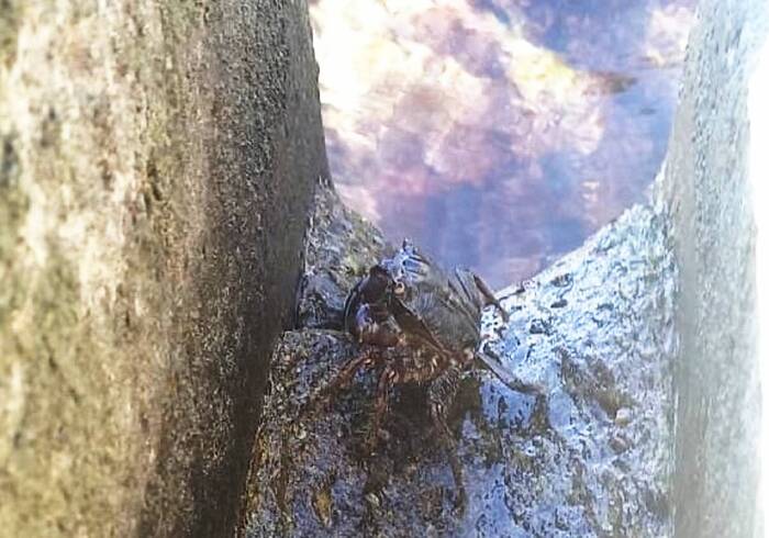 Hold the crab - My, The photo, Nature, Black Sea, Crab, Crustaceans