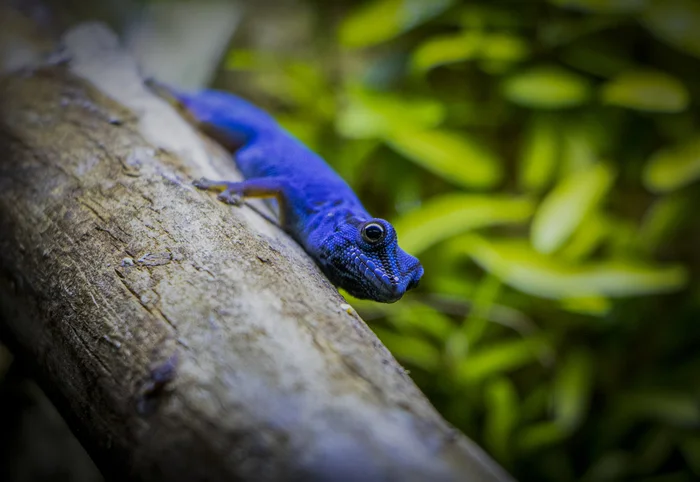 Lygodactylus williamsi | Dwarf geckos - My, Rare view, Planet Earth, Gecko, The photo, Terrariumistics, Longpost