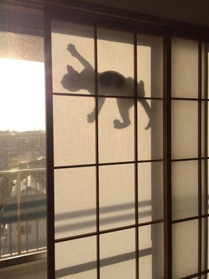 Geckot - cat, Shadow, Window