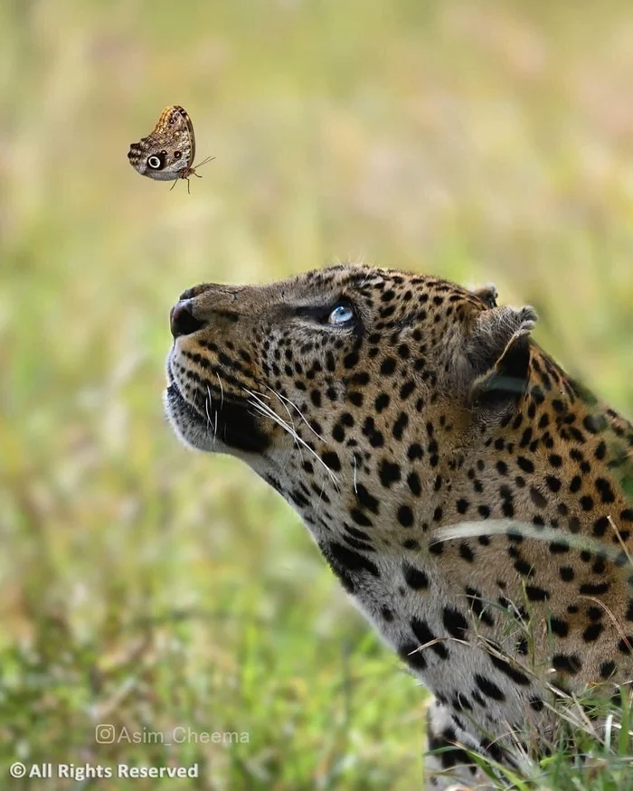 Interesting meeting - Big cats, Butterfly, The photo