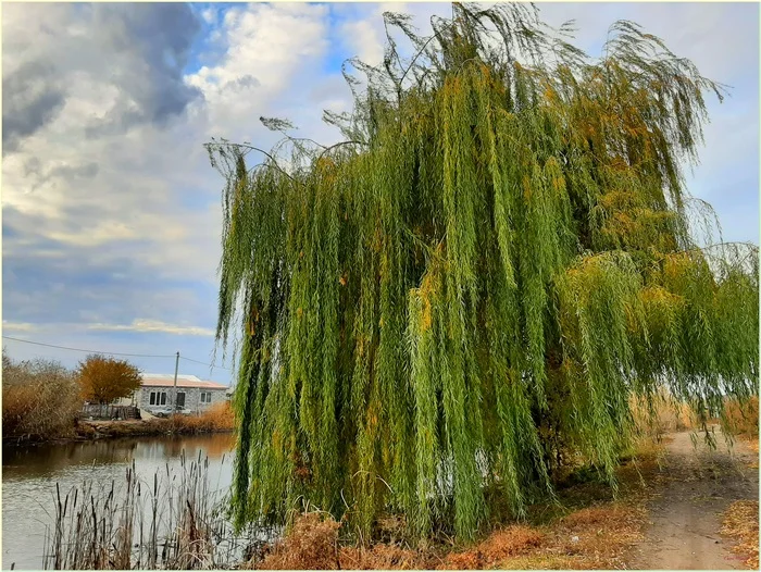 Weeping willow - My, The photo, Nature, Autumn, Willow, Weeping willow