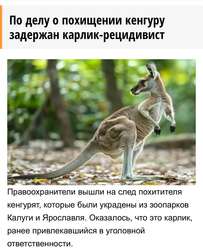 I'm shocked that this isn't Panorama) - Zoo, Kangaroo, Dwarfs, The crime, Kaluga, Yaroslavl, Picture with text