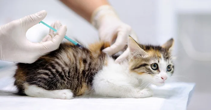 It's Evil! - 5 Myths About Animal Vaccinations - Treatment, Health, Veterinary, The medicine, Pets