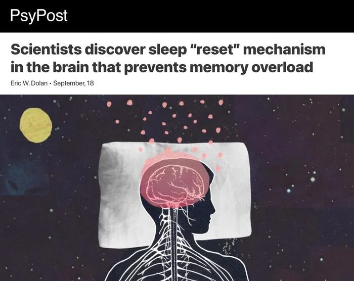 A 'reset button' has been discovered in the brain - it turns on during sleep and clears unnecessary data - Informative, Nauchpop, Research, Button, Reboot, Brain, Scientists