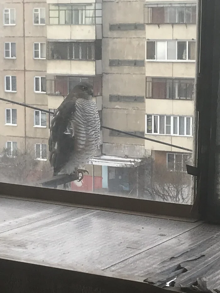 Во такой красавец прилетел - Моё, Птицы, Хищные птицы, Мобильная фотография