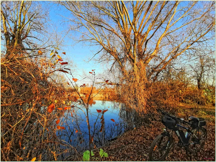 On the old pond - My, The photo, Nature, Autumn, Landscape, Pond