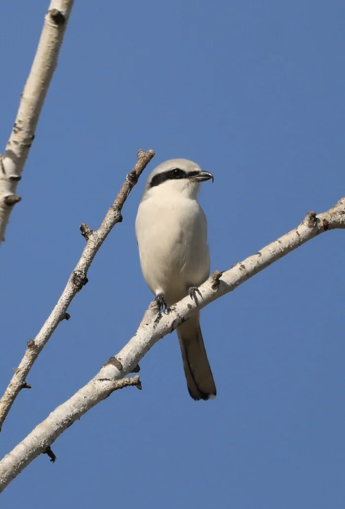 Great Grey Shrike - The photo, Bird watching, Birds, Nature, Canon, My