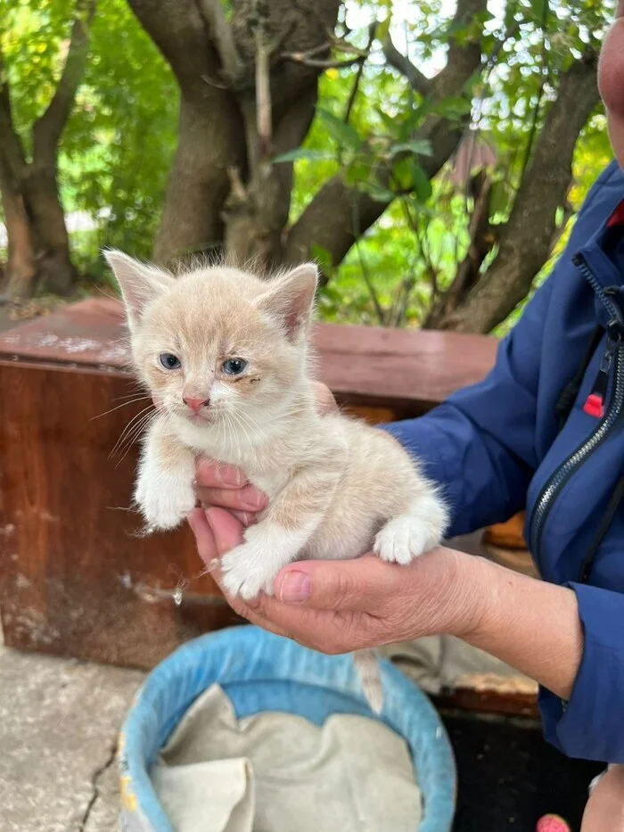 У нас ещё +1. Персиковый котенок из комода, который стоял на помойке - Моё, Спасение животных, Помощь животным, Кот, Тосно, Спасение, Видео, Вертикальное видео, Ленинградская область, Длиннопост