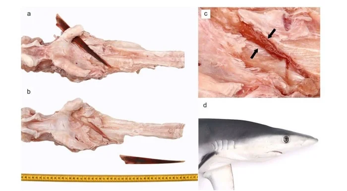 Blue shark survives head puncture by swordfish - news, Media and press, The science, Shark, A fish, Survival, Scientists, Conflict, Injury, Accident