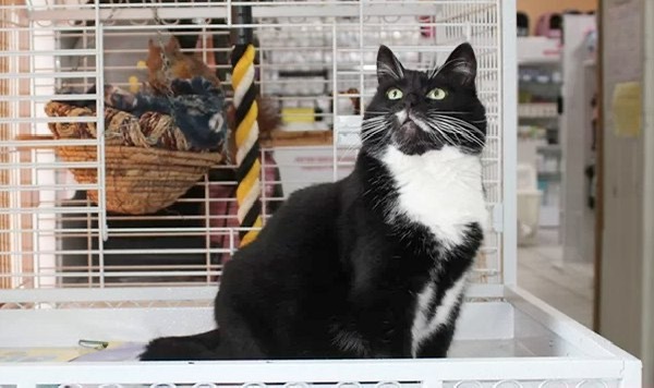 МИНСК: КОТ ВАСИЛИЙ РАБОТАЕТ В МАГАЗИНЕ