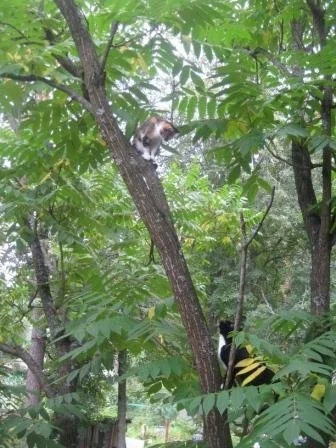 ХРОНИЧЕСКИ БЕРЕМЕННАЯ КОШКА - Моё, Трехцветная кошка, Котята, Кот, Беременность