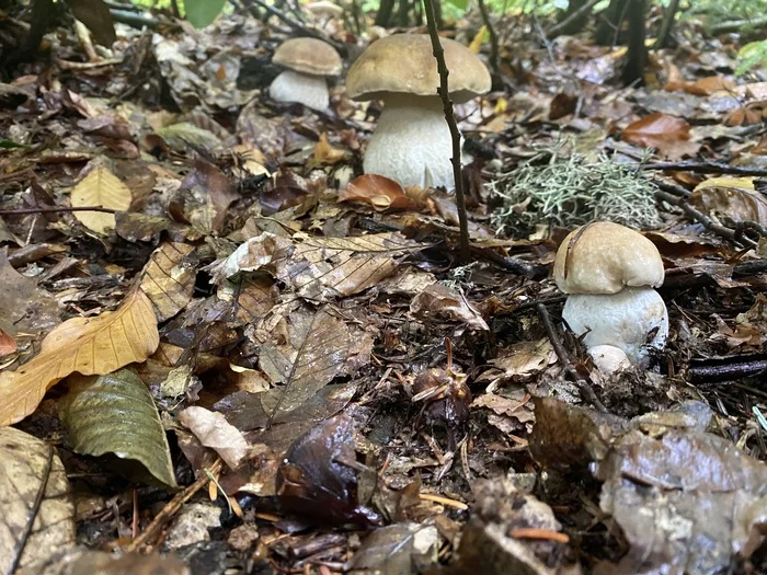 The Quiet Joys of Autumn - My, Autumn, Adler, Mushrooms, Mobile photography