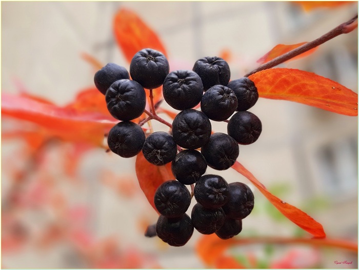 Черноплодка