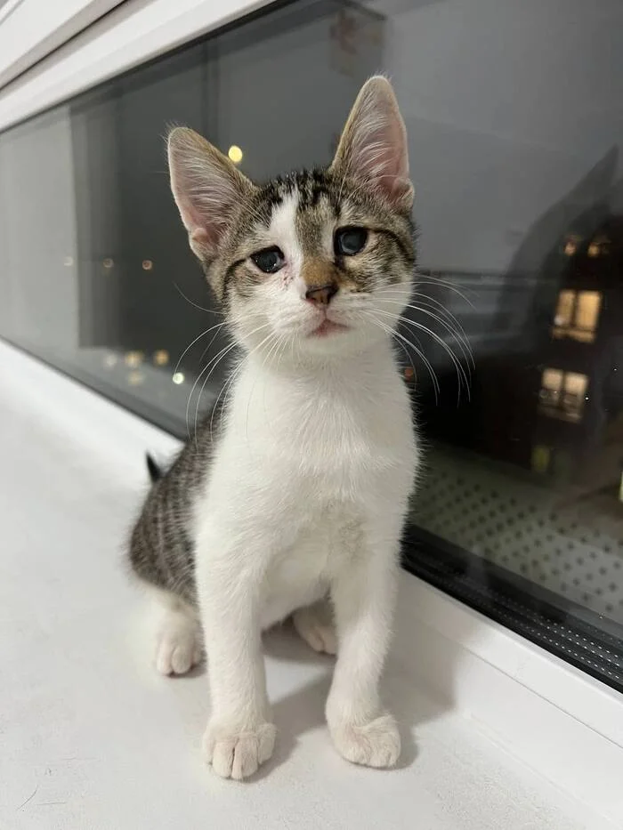 They won't hire me because my eyes are different from everyone else's? - My, Fluffy, Pets, Animals, cat, Kittens, Help, No rating, Life stories, Cat lovers, Good league, House, Helping animals, Kindness, Love, In good hands, Moscow, Milota, beauty, Animal Rescue, Longpost