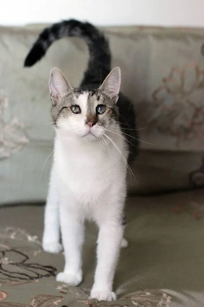 They won't hire me because my eyes are different from everyone else's? - My, Fluffy, Pets, Animals, cat, Kittens, Help, No rating, Life stories, Cat lovers, Good league, House, Helping animals, Kindness, Love, In good hands, Moscow, Milota, beauty, Animal Rescue, Longpost