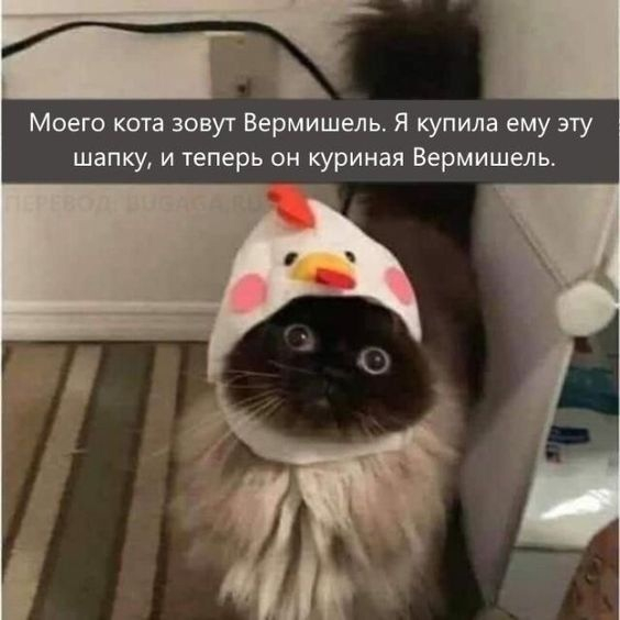 I think he is very happy. - cat, Images, Fluffy, Humor, Picture with text