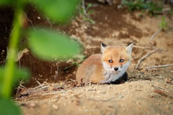 When you didn't get a single piece of Kolobok... - The photo, Fox, Animals, In the animal world, Sight