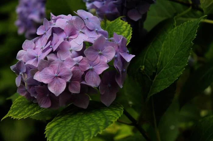 Hydrangea - My, The photo, Bloom, Hydrangeas, Dacha, Longpost