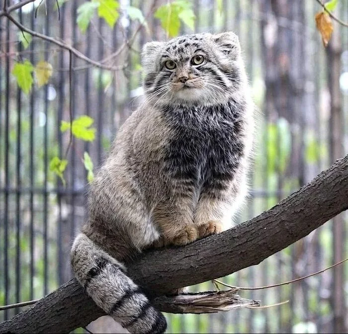 Another Pallas's cat has been petted! Hooray! - Milota, Humor, cat, Pallas' cat, Cat family