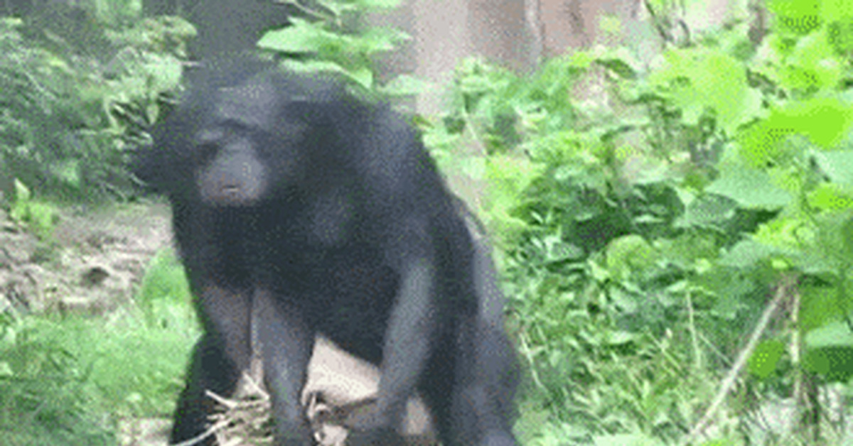 The colorful world of monkeys - Assorted, GIF, Monkey, Longpost