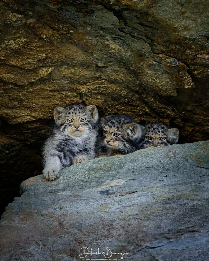 Angels with mustaches - Young, Pallas' cat, Small cats, Cat family, Predatory animals, Wild animals, wildlife, Ladakh, India, The photo, Longpost