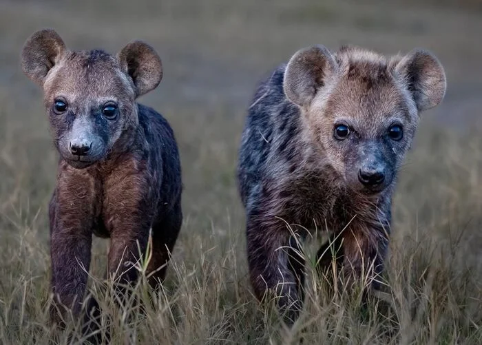 Inquisitive cubs - Young, Hyena, Spotted Hyena, Predatory animals, Wild animals, wildlife, South Africa, The photo