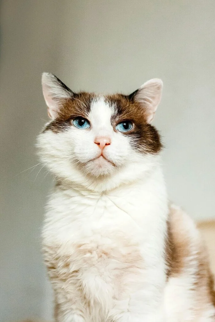 Blue eyed colorpoint cat Topa is looking for a home - Snowshoe, Snow Shu, Thai cat, cat, Cat lovers, In good hands, Pet the cat, Homeless animals, Moscow, Moscow region, Volunteering, Longpost