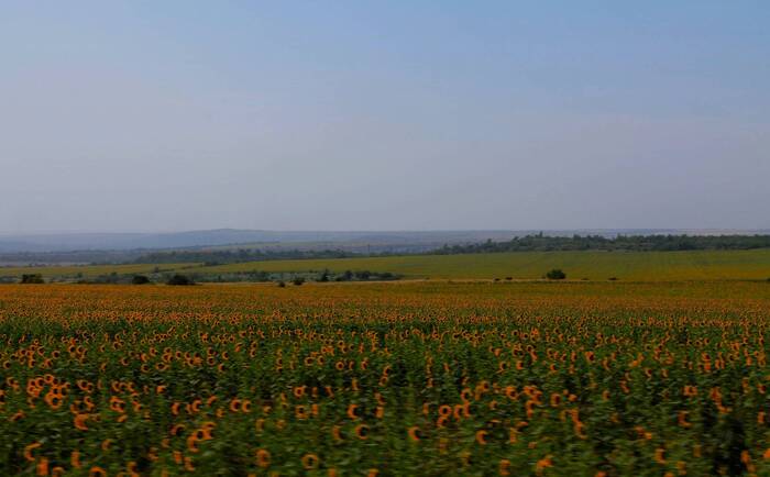 Sunflower Kingdom - My, The photo, Landscape, Sunflower, Field, Rostov region