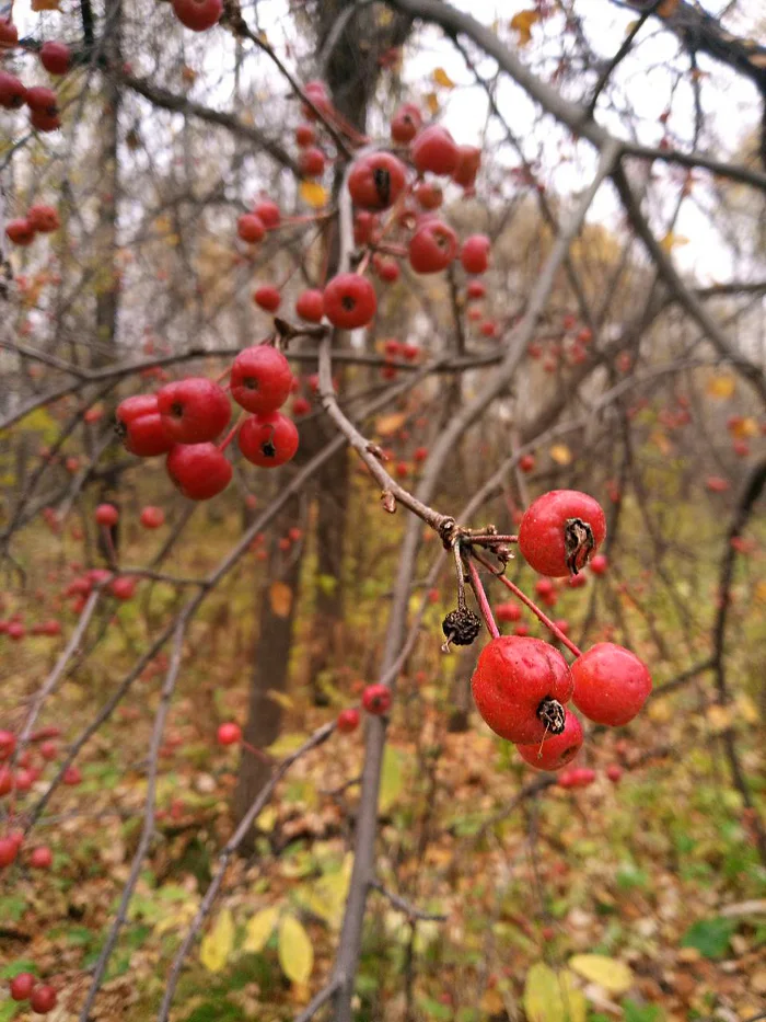 And up to your ears in sea buckthorn - My, Story, Life stories, Forest, Sea buckthorn, Rehabilitation, Injury, Longpost