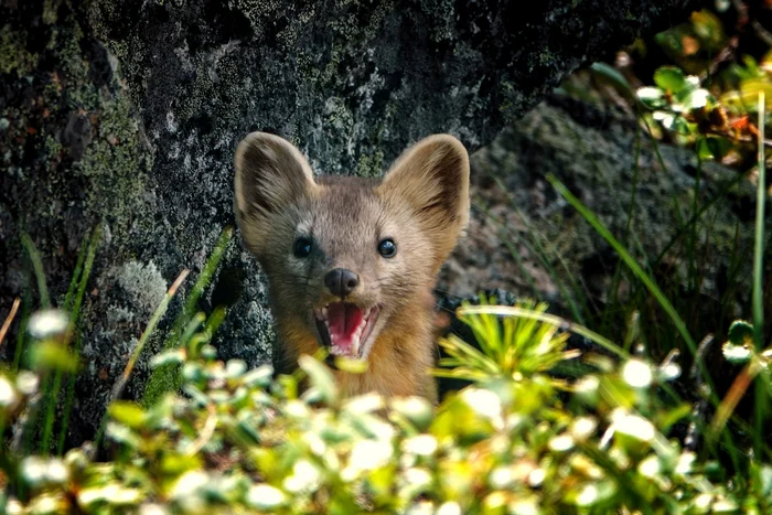 Who's there? - Sable, Ambush, Ergaki, Nature Park, Wild animals, The photo, Krasnoyarsk region, wildlife, Predatory animals, Cunyi, Funny animals