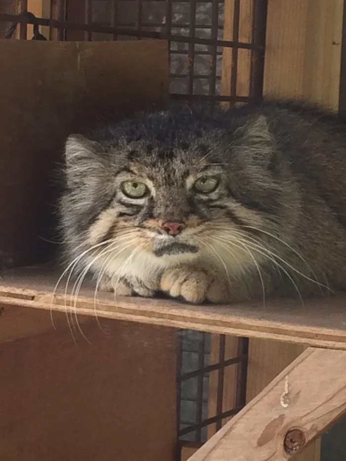 Face of the morning at the end of the working week - Wild animals, Zoo, Predatory animals, Cat family, Pallas' cat, Small cats, Old age