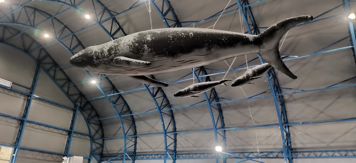 Нефть и газ Сахалина - 2024 Нефть, Нефтегазовая отрасль, Сахалин, Газпром, Выставка, Фотография, Длиннопост