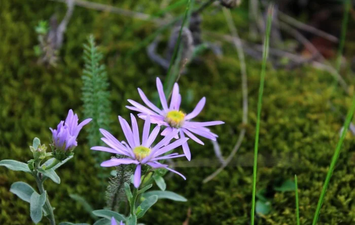 Alpine aster - My, The photo, Nature, Plants, Bloom, Flowers