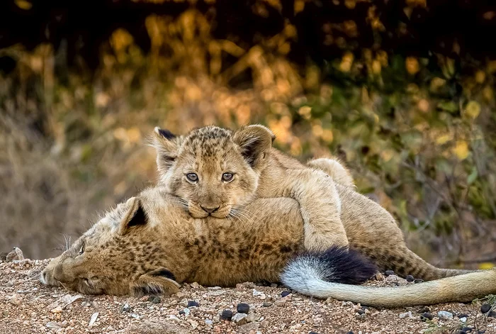 Bitten, yeah. He doesn't actually bite, he's just playing. - South Africa, Lion cubs, a lion, Cat family, The photo