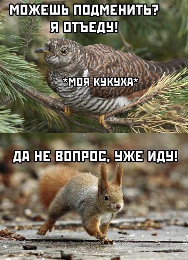 Счастливые лесные друзья