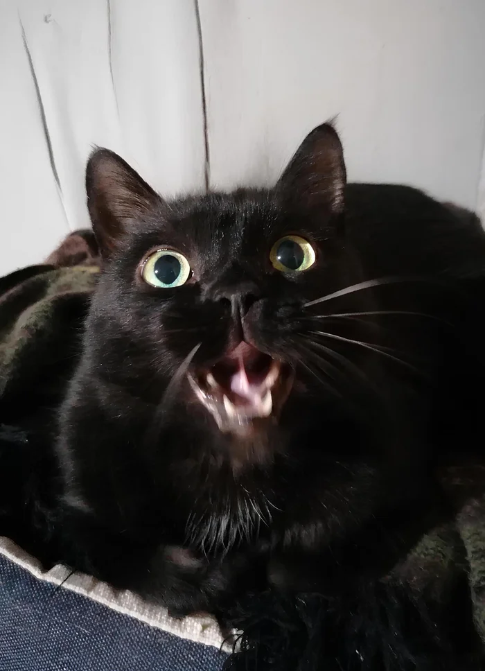 He's about to yawn - My, cat, Pets, Yawn, Fat cats, Black cat, The photo