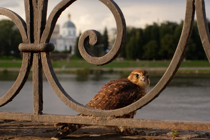 Хищная птица в городе - Моё, Тверь, Сокол, Птицы, Фотография, Длиннопост, Хищные птицы