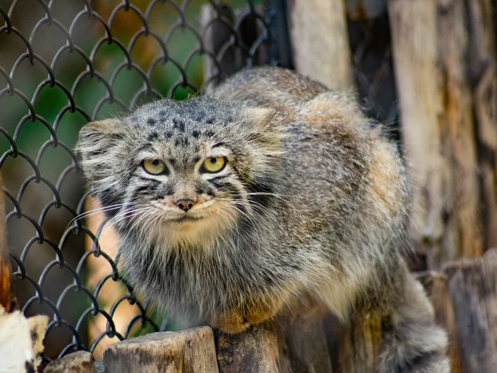 Bakery product - My, Pallas' cat, Small cats, Cat family, Predatory animals, Wild animals, The photo, Zoo