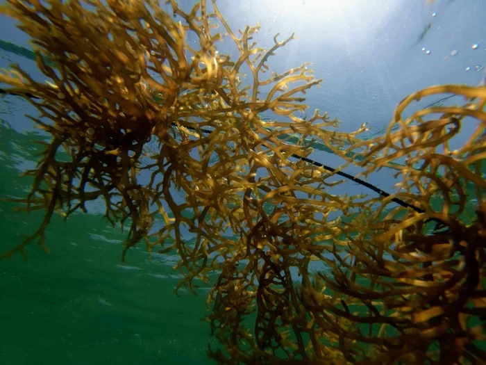 Scientists from Perm Polytechnic University have found out which algae are effective for creating a biosorbent - Seaweed, Pollution, Metals, The science, Longpost