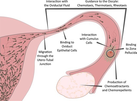 Sperm is a heroic fluid - My, The medicine, Biology, Pregnancy, Sperm, Insemination, Research, Facts, Longpost