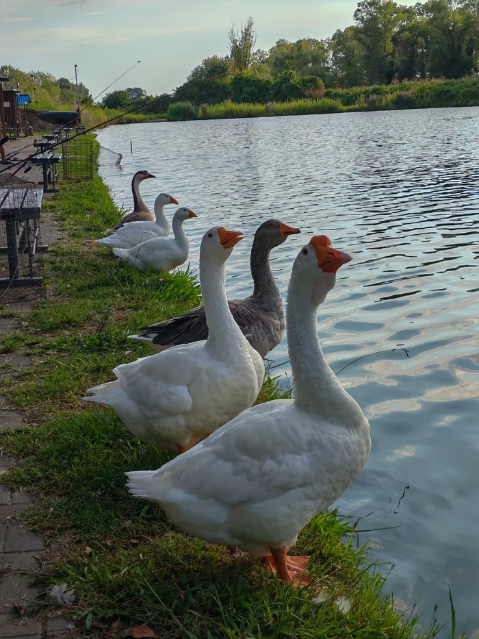 Observers - My, Fishing, Nature, Animals, Гусь, The photo