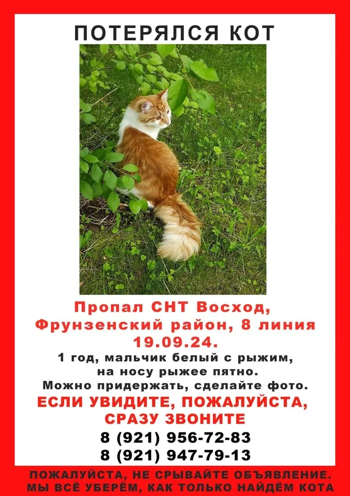 Power of Pikabu, help Lost cat Sinyavino-2 SNT Voskhod Raise me up, please - cat, No rating, Animals, Fluffy, The strength of the Peekaboo, Lost cat, Search for animals, Leningrad region, Sinyavino